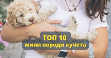 ТОП 10 мини породи кучета
